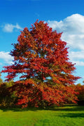 Pin Oak Tree - Fast Growing Hardwood - Live Plant Shipped 2 to 3 Feet Tall by DAS Farms by DASFarms