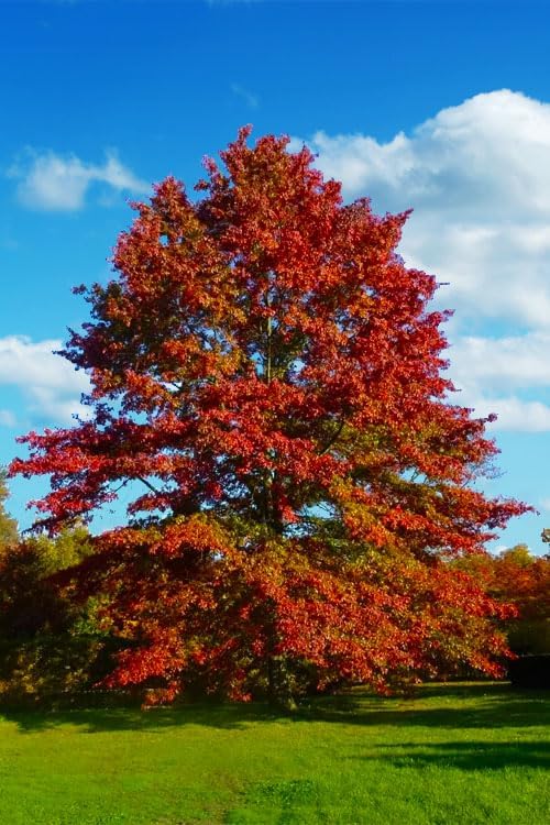 Pin Oak Tree - Fast Growing Hardwood - Live Plant Shipped 2 to 3 Feet Tall by DAS Farms by DASFarms