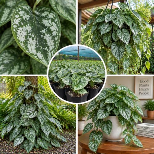 Silver Pothos Live Plant, Trailing Vine Plants, 4-6 Inches Tall - Image 3