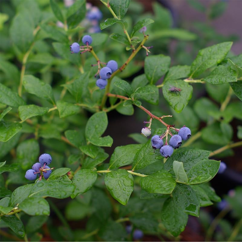 Live O'Neal Blueberry Plants (4 Pack) – Southern Highbush Blueberry Bushes Live for Planting, Exceptional Flavor, Early Harvest, Suitable for Diverse Climates - Image 5