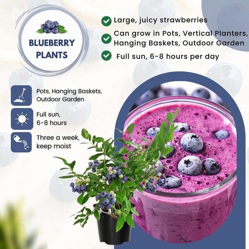 2 Highbush Blueberry Bushes Plants Live, Fruit Tree Seedling, 4-7 Inch Tall - Image 2