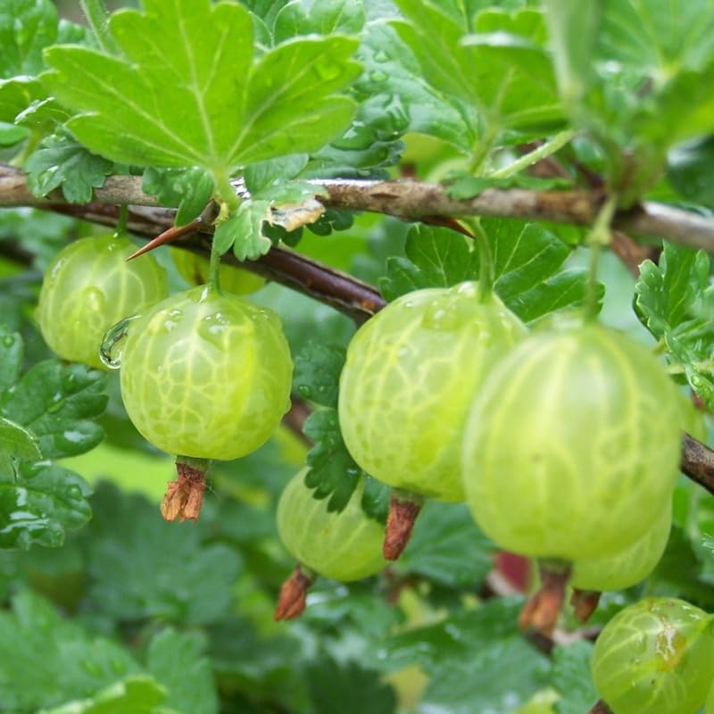 Sweet Gooseberry Plant Live, Home Garden Berry Bush, 5-9" Tall, Cold Hardy - Image 5