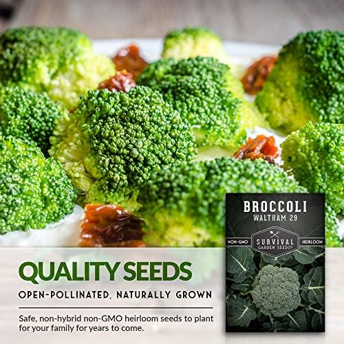 Waltham 29 Broccoli Seeds for Planting – Survival Garden Seeds (3 Packs) - Image 4