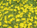 Greenwood Nursery: Live Perennial Plants - Nana Mouse Ear Tickseed + Coreopsis Auriculata - [Qty: 5X Pint Pots] - (Click for Other Available Plants/Quantities) by GreenwoodNursery