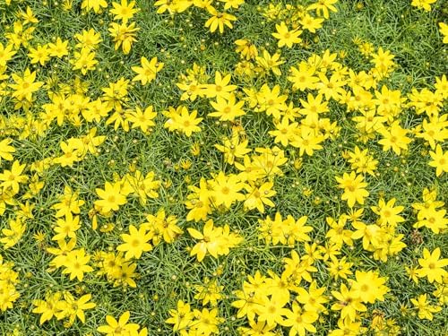 Greenwood Nursery: Live Perennial Plants - Nana Mouse Ear Tickseed + Coreopsis Auriculata - [Qty: 3X Pint Pots] - (Click for Other Available Plants/Quantities) by GreenwoodNursery