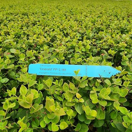 Pink Lemonade Blueberry (Emerald) - Image 6