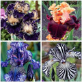 Bearded Iris for Planting - Magical Hardy Balcony Rare Species, Simple to Grow, Ornamental Value d (15bulbs) by Unknown