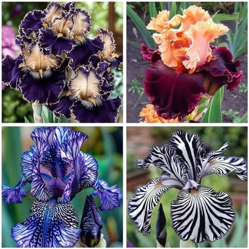 Bearded Iris for Planting - Magical Hardy Balcony Rare Species, Simple to Grow, Ornamental Value d (15bulbs) by Unknown