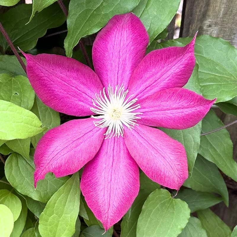 Burgundy Clematis Live Plant, 2.5" Pot, Fragrant Flowering Vine - Image 6
