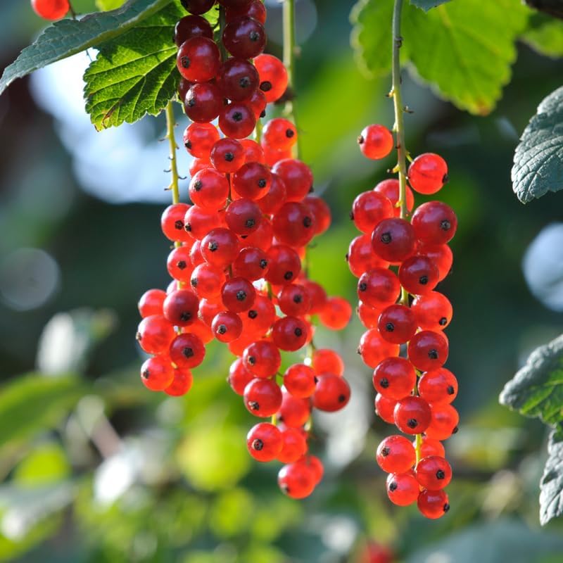 Red Currant Live Plant for Planting, Berry Fruit Bush, 5-9 Inch Tall - Image 5