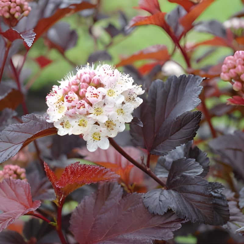 2 Live Ninebark Shrub Plant, 12-18" Tall in 2.5 Inch Pot, Easy to Grow, Resilient Flowering Foliage for Garden Rows and Landscapes - Image 3