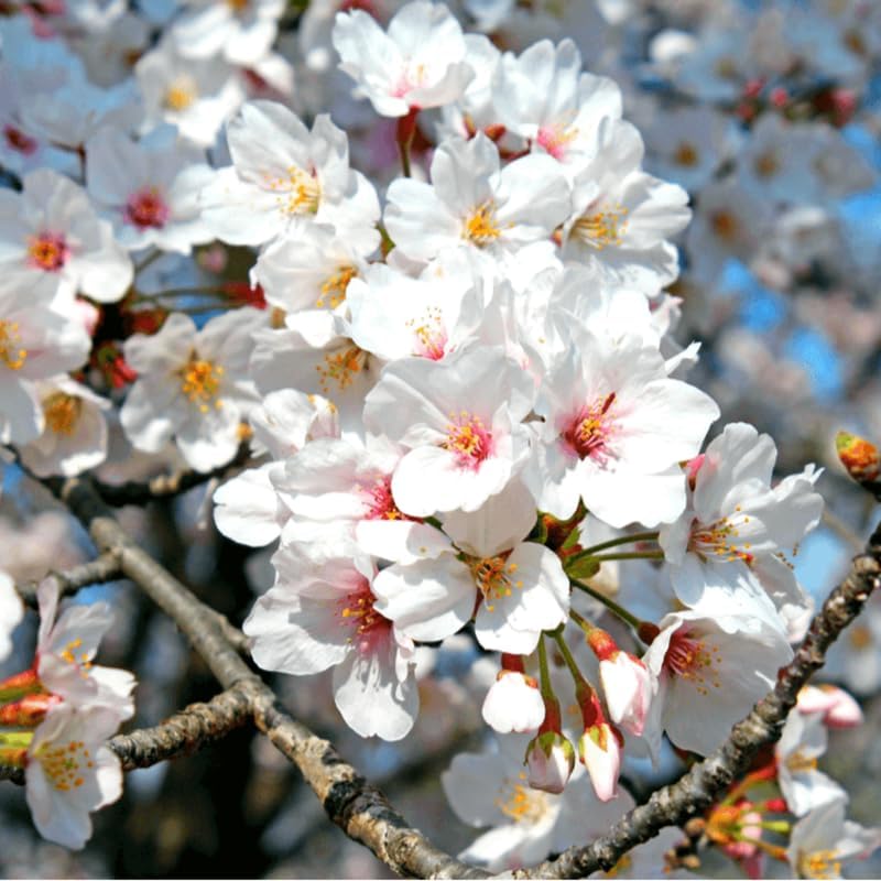 Yoshino Cherry Blossom Tree Plant Live, 2.5 Inch Pot - Image 2