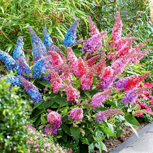 350+ Mix Butterfly Bush Flower Seeds for Planting - Perennial Flowering Shrub, Attracts Pollinators, Drought Tolerant, Ideal for Borders & Containers - Image 7