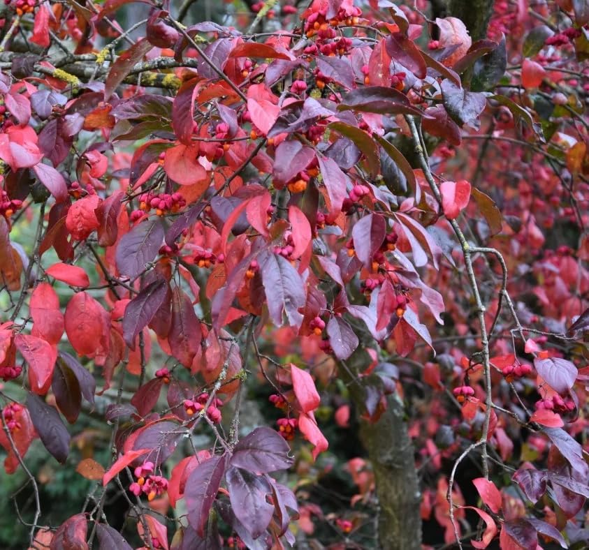 Pack 10 Dwarf Burning Bush Shrub Live Plants Bare Roots,Vibrant Scarlet Red Fall Color, Winged Euonymus Plant 6-12" Tall - Image 2