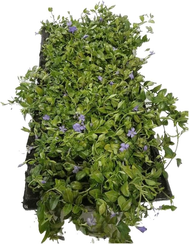 Myrtle Vinca/Periwinkle Hardy Groundcover 50 Plants 2" Pots - Image 4