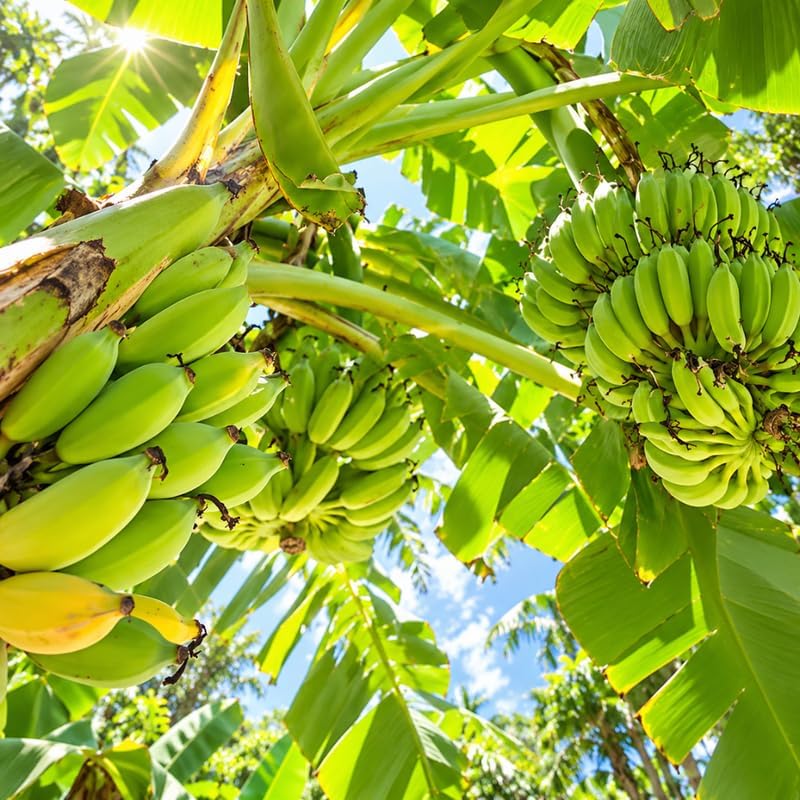Dwarf Banana Tree, Musa Double Mahoi Banana Plant Live, 1 Starter Plant - Image 7