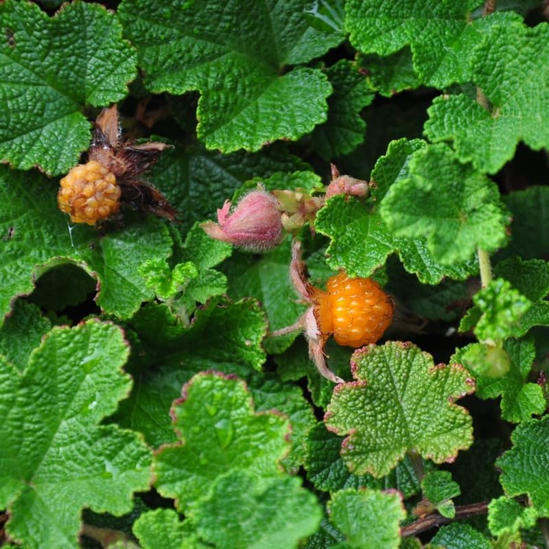 Creeping Raspberry Live Plant Potted 1-2 Years Old, Berry Bush - Image 4