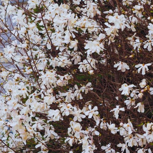 Star Magnolia Live Plant, Ornamental Tree, 6-8 Inch Tall - Image 2