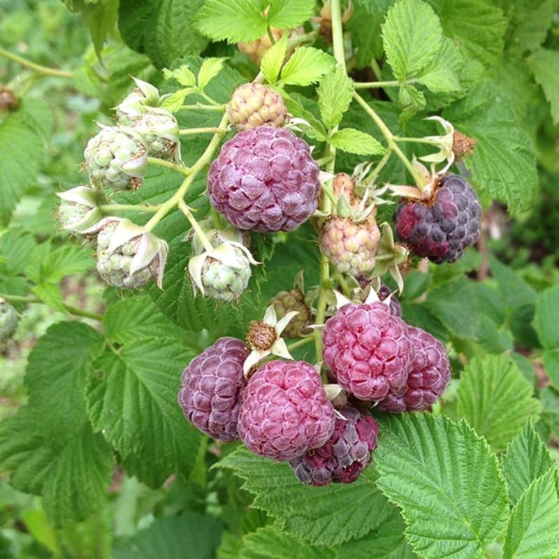 2 Purple Raspberry Live Plants, 5-9 Inch Tall Berry Bushes - Image 3