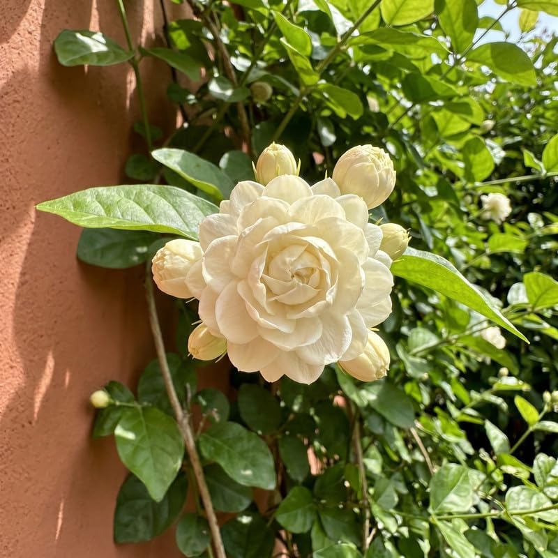 Grand Duke Jasmine Vine Live Plant, Patio Container Flower, 4-7 Inches - Image 6