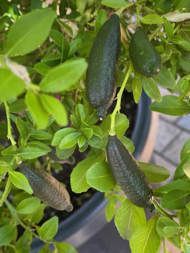 Finger Lime Live Plant 3-4 Inch Tall, Rare Caviar Lime Tree, Green Finger Lime, Pink Blossoms, Ornamental Fruit Tree - Image 3