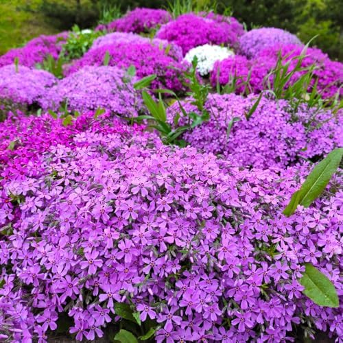 3 Mix-Colored Creeping Phlox Plants, Perennial Ground Cover 4-6 Inches - Image 3