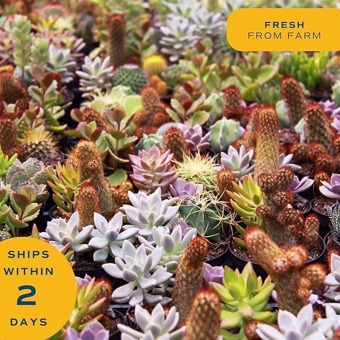 Costa Farms Succulents, Live Indoor Plant, Easy Care, Home Decor - Image 2