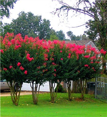 6 Pack - Red Flowering Crape Myrtle Trees - Lagerstroemia - Quart Container - 6-12 Inches Tall by CrapeMyrtleGuy