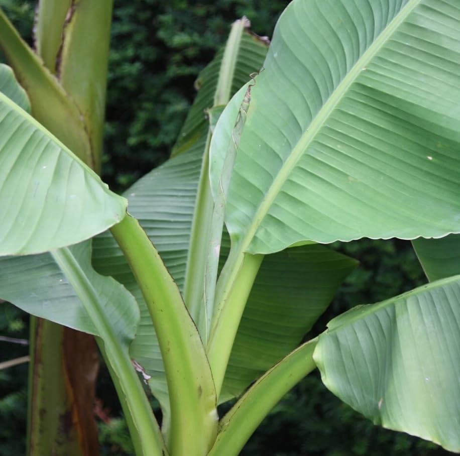 Basjoo Banana Tree Live Plant Cold Hardy Banana Plant Flowering Bananas Shurb Hardy Bananas Ornamental Plants 4-7 Inch Tall - Image 3