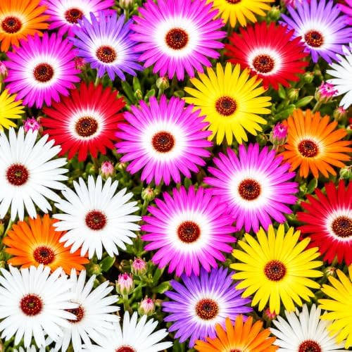 Trailing Ice Plant Seeds for Planting, Lampranthus spectabilis, Heirloom Non-GMO Mesembryanthemum spectabile Haw., High Germination Pink Purple Succulent Ground Cover, 5000 Count - Image 6