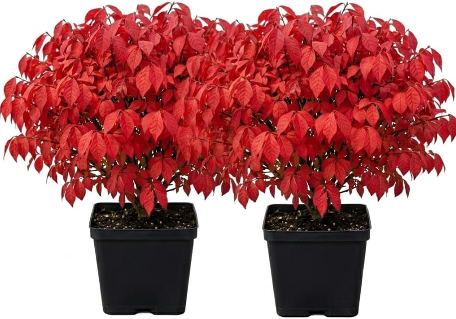 2 Dwarf Burning Bush Shrub Live Plants, Vibrant Scarlet Red Fall Color, Winged Euonymus Plant 6-12" Tall 4" Pot by Unknown