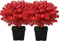 2 Dwarf Burning Bush Shrub Live Plants, Vibrant Scarlet Red Fall Color, Winged Euonymus Plant 6-12" Tall 4" Pot by Unknown
