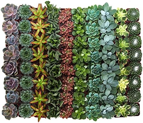 Shop Succulents Assorted Succulent Plant Pack Bulk Collection - Live Mini Succulent Plants, Low Maintenance, Mixture of Colors & Textures - Wedding and Party Favors, Gift & Garden, Pack of 32 - Image 2