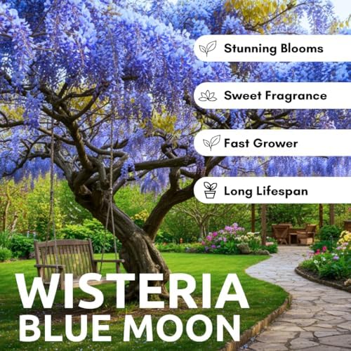 1 Blue Moon Wisteria Live Tree Seedling – 1 Healthy Plant for Planting – Fast-Growing Vine with Fragrant Lavender-Blue Blooms – Ideal for Trellises, Arbors, and Garden Landscaping - Image 5
