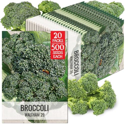 Seed Needs Waltham 29 Broccoli Seeds to Plant Heirloom & Non-GMO 20 Packs by SeedNeeds