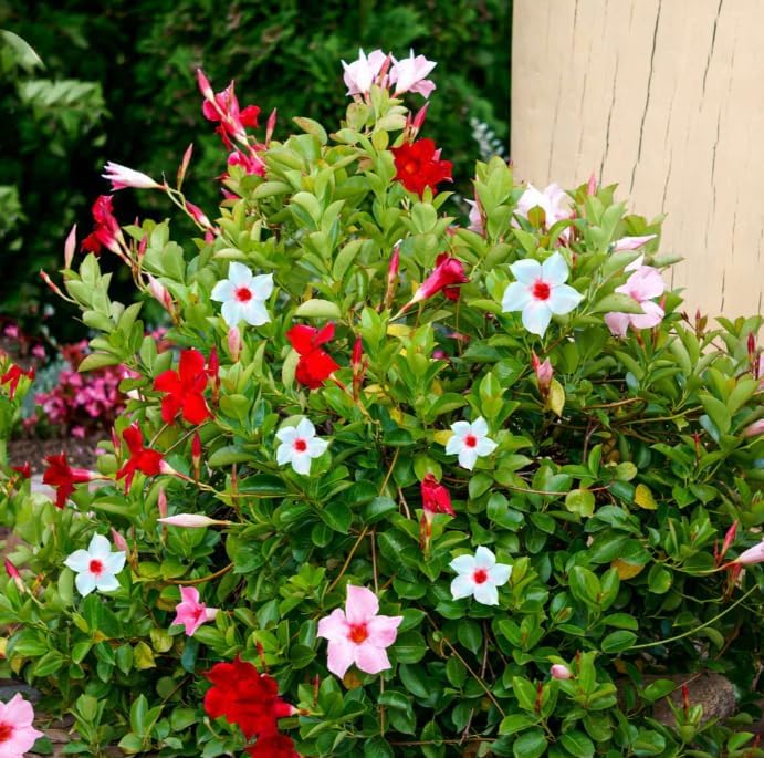 Set 4 Mixed Mandevilla Live Plant Dipladenia Mandevilla Vine Climbing Jasmine Bushes, Tropical Vines for Trellises, 4-6 Inch Tall - Image 3