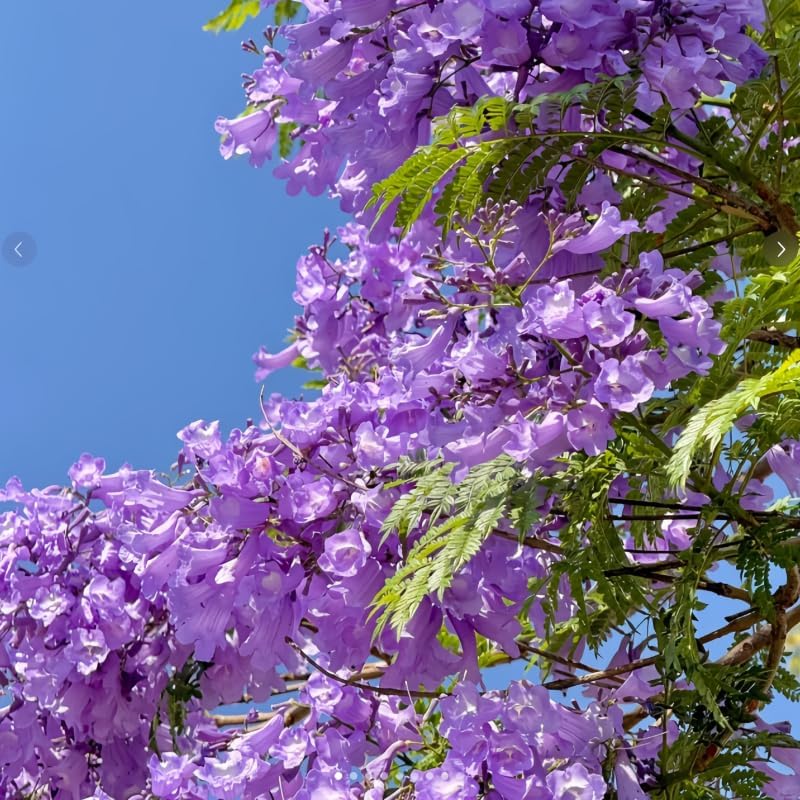 110+ Jacaranda Tree Seeds for Planting – Exotic Purple Blue Blooming Ornamental Tree, Fast Growing, Drought Tolerant, Ideal for Outdoor Gardens, Landscapes & Bonsai, Easy Growing Non-GMO - Image 3