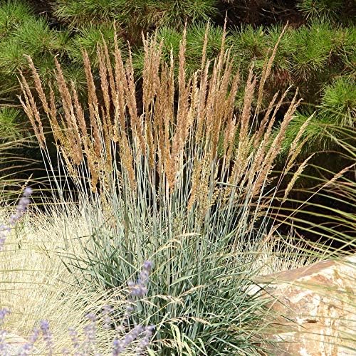 Outsidepride Indian Native Grass Seed - 1 lb. Perennial, Low Maintenance, Drought-Tolerant Prairie Grass Seed for Wildlife Habitat, Livestock Forage, Ornamental Landscaping & Erosion Control - Image 2