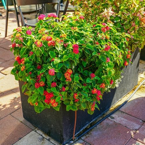 CarpetC 199+ Lantana Seeds for Planting, Evergreen Perennial Shrub Lantana Camara, Drought Tolerant Long-Blooming Flowers for Garden Borders and Home Hanging Baskets - Image 6