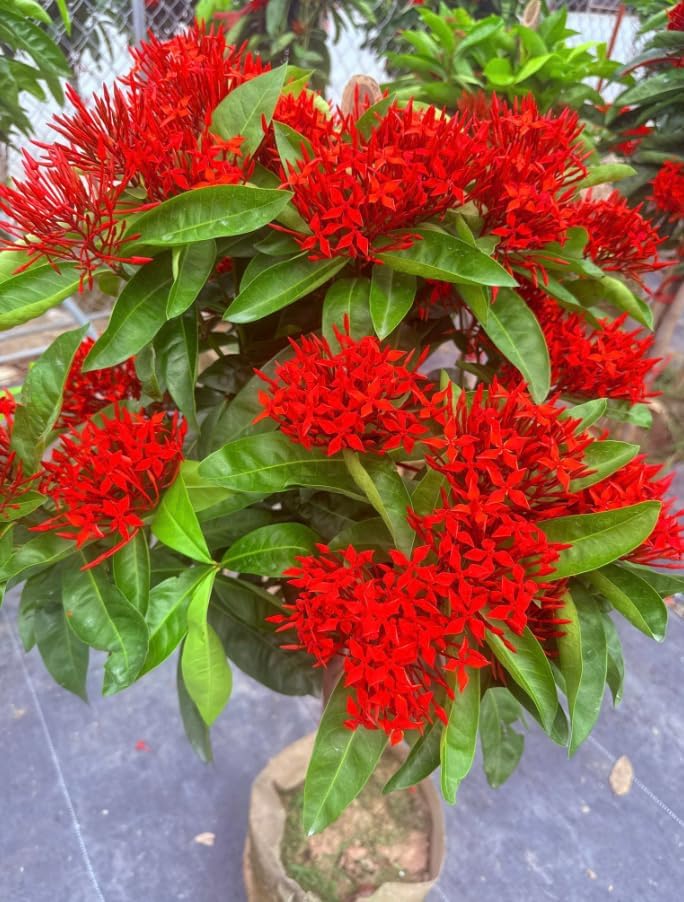 Dwarf Ixora Live Plant Red Flowering Ixora Tree Tropical Flowering Shrubs Flame of the Woods Plant 1-2 Ft Tall 3 Gal Pot, No Ship CA - Image 6
