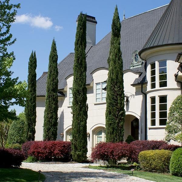 Brighter Blooms - Italian Cypress Tree, 1-2 ft. by BrighterBlooms