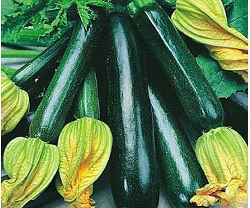 25 Organic Black Beauty Zucchini Summer Squash Seeds for planting. Non GMO and Heirloom. 3 grams of seeds. Garden Vegetable Survival - Image 4