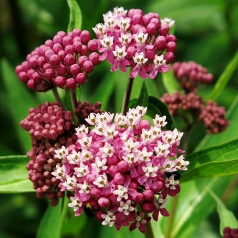 2 Pink Milkweed Live Plants, 5-9 Inch Tall - Image 5