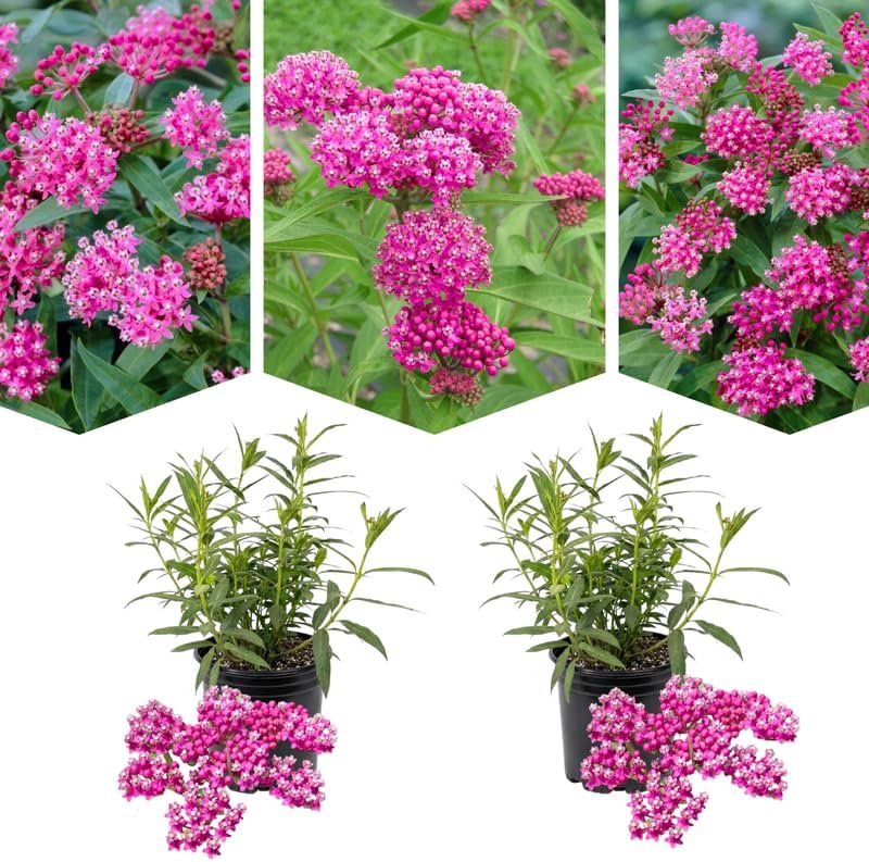 2 Pink Lemonade Blueberry Plants Live, Berry Tree Seedling, 5-7 Inch Tall - Image 4