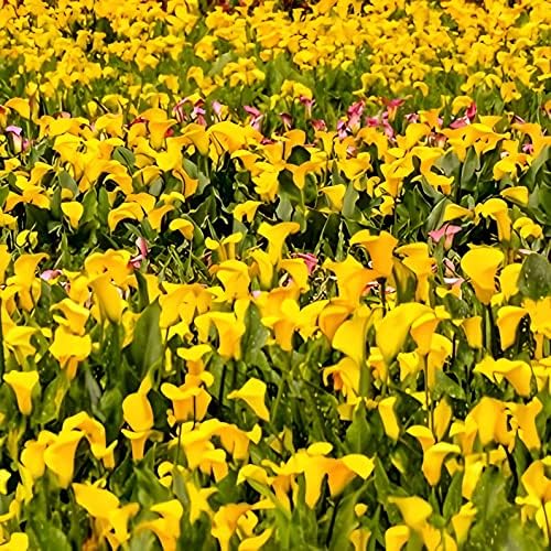 Votaniki Gold Rush Calla Lily Bulbs - Long Lasting Blooms, Perennial Calla Lily, Vibrant Yellow Flowers for Garden - Easy to Grow and Low Maintenance (4 Pack) - Image 3