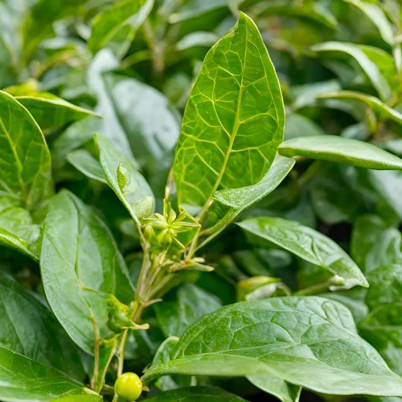 Yerba Mate Tea Plant (4 Pack) | Real Live Plant for Sale | Perfect for Tea Lovers | Hardy and Easy to Grow for Planting | Grow Organic Tea Leaves at Home | Great for Indoor or Outdoor Gardens - Image 5
