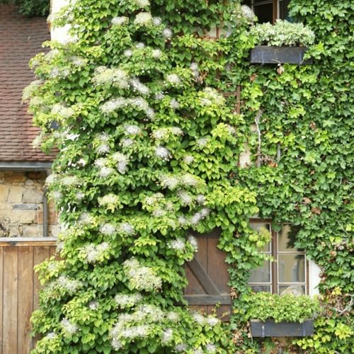 Rare Assorted Color Hydrangea Plant Live, Garden Bush, 5-9 Inch Tall - Image 5