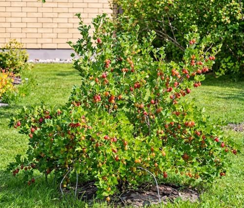 Jeanne Gooseberry Plant - 6-12" Tall Live Plant - Image 4