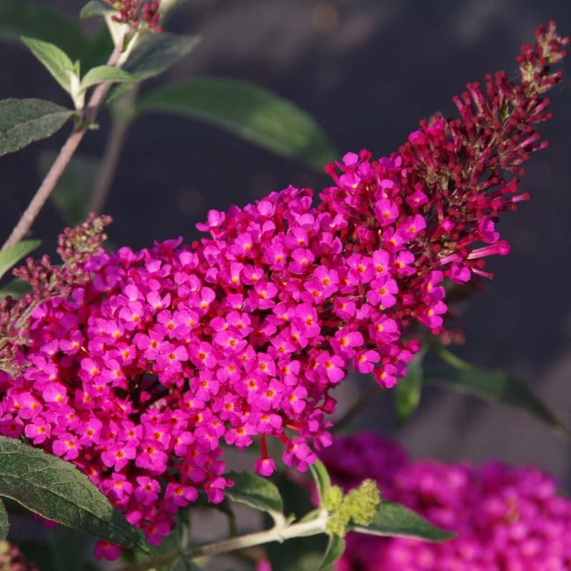 Raspberry Butterfly Bush Live Plant, 5-10 Inch Tall - Image 5