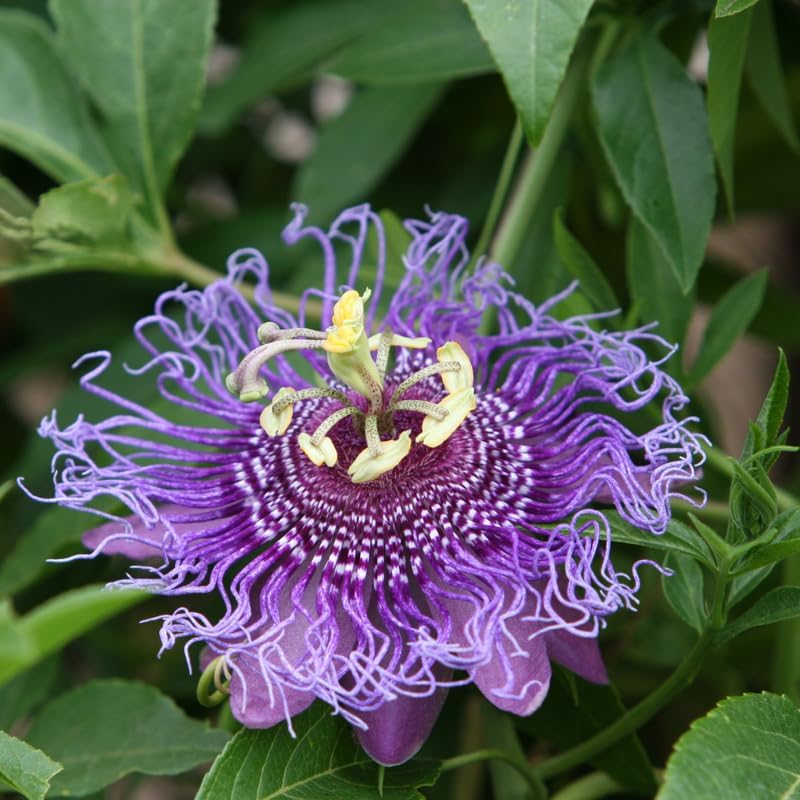 Deep Purple Passion Flower Live Plant, Passiflora Trellis Vine, 4-8 Inches - Image 2